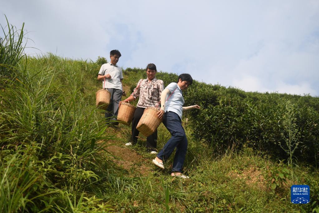 在廣西蒼梧縣六堡鎮(zhèn)山坪村，祝雪蘭（前）和村民采茶后走下茶山（2022年9月22日攝）。新華社記者 陸波岸 攝